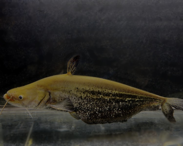 Giant Helicopter Catfish ~ 35-40cm